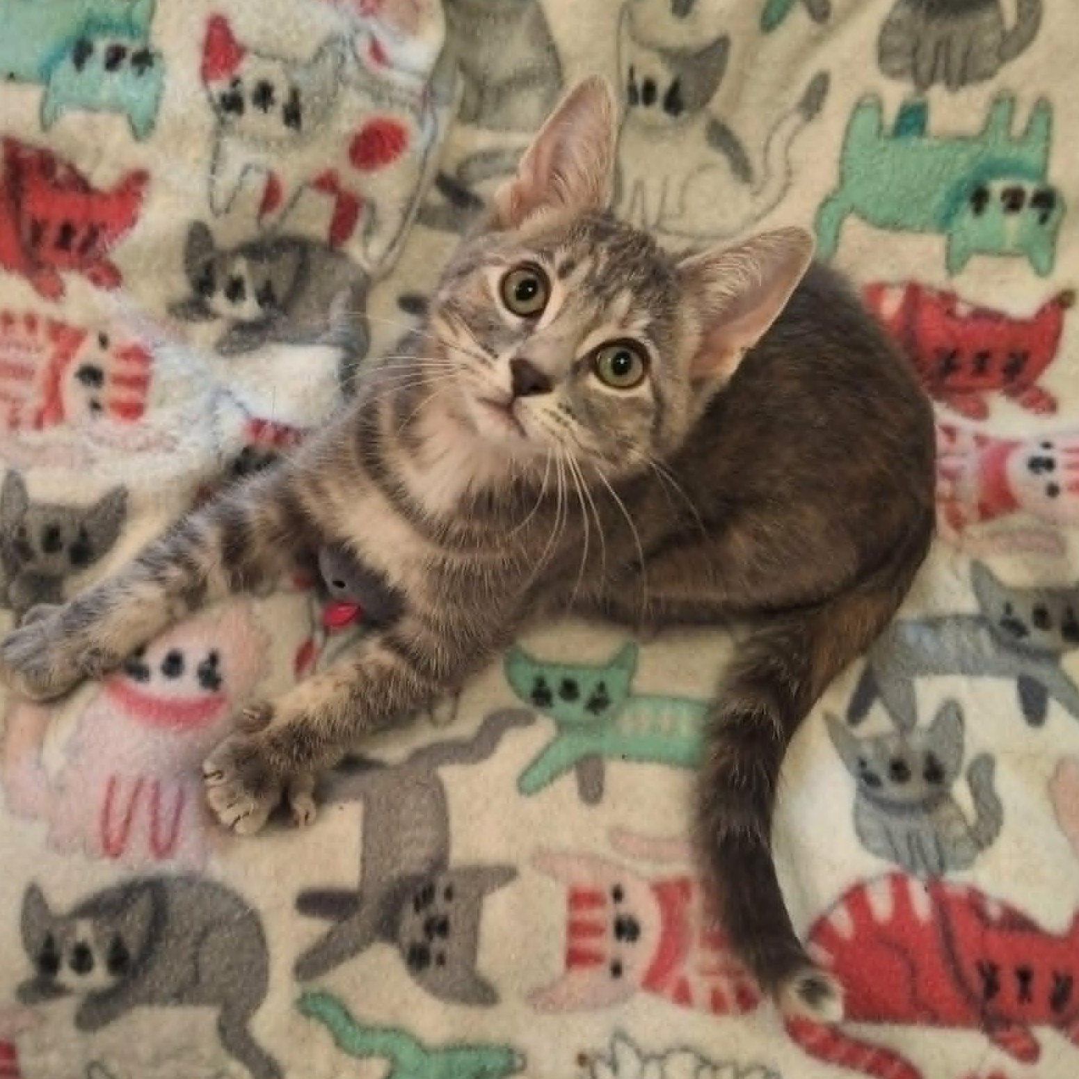 Enlarge Mouse (In Foster), a ADOPTABLE Domestic Short Hair in Watertown, WI image 4/5