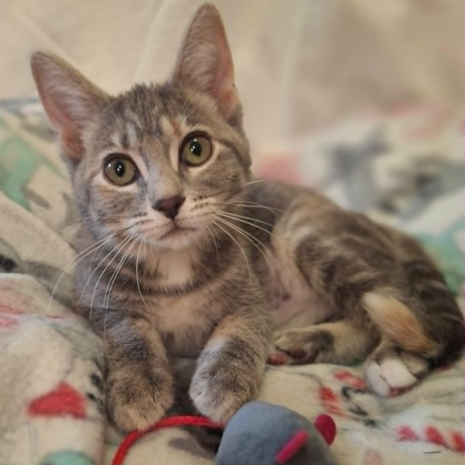 Mouse (In Foster), ADOPTABLE, Kitten Female Domestic Short Hair.