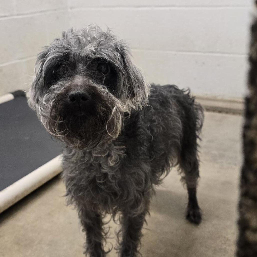 joey, Adoptable, Adult Male Terrier.