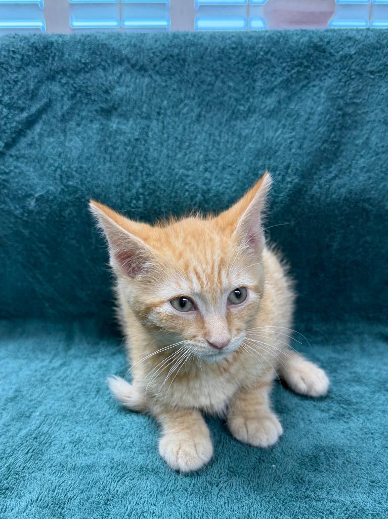 Grizzly, Adoptable, Kitten Male Domestic Short Hair.