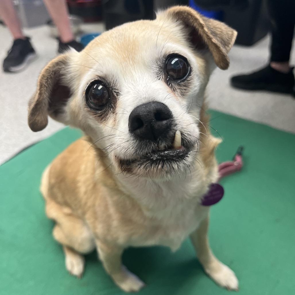 Josie, a Adoptable mixed breed in Ashland, OR image 1/6