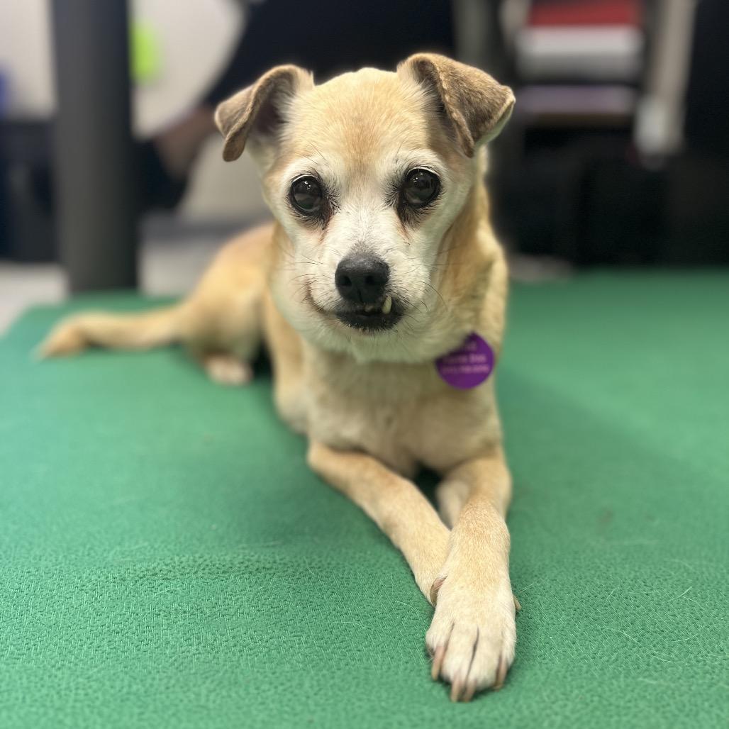 Josie, a Adoptable mixed breed in Ashland, OR image 2/6