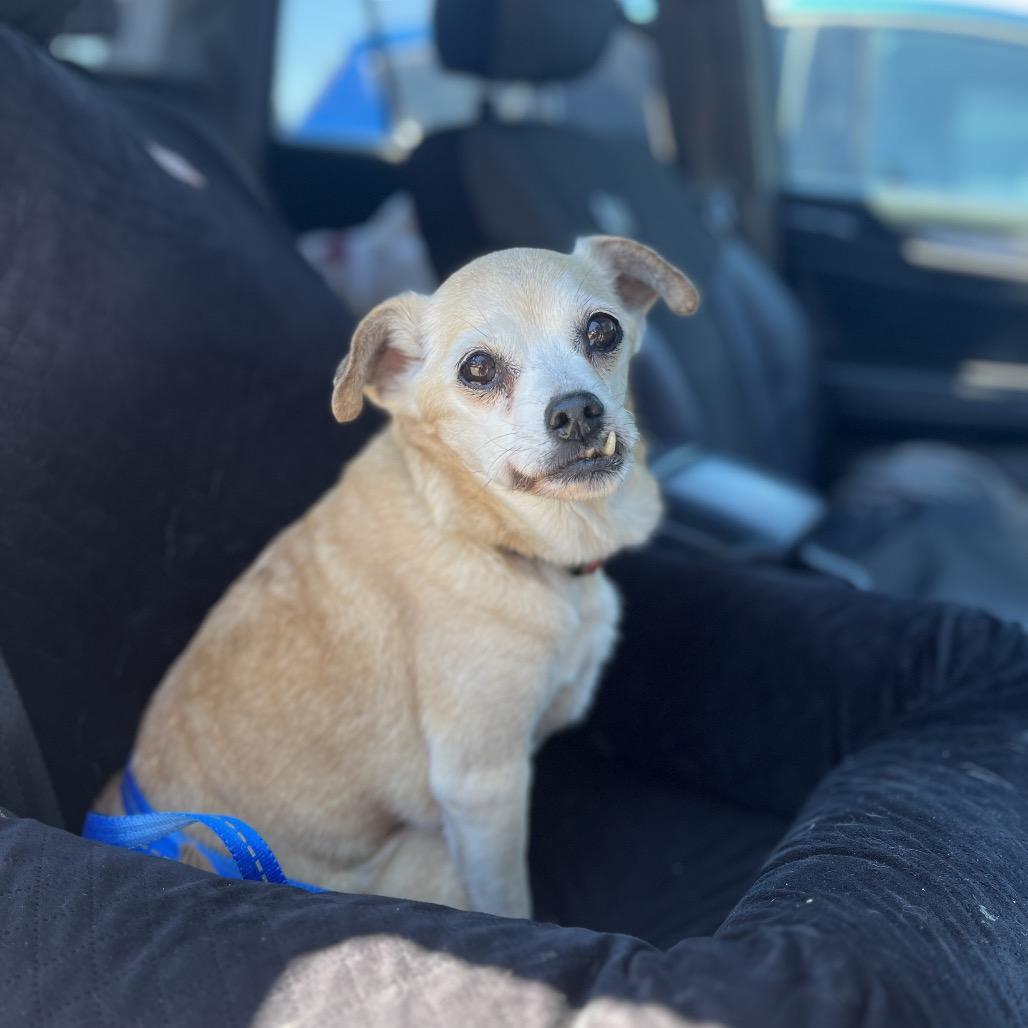 Josie, a Adoptable mixed breed in Ashland, OR image 3/6