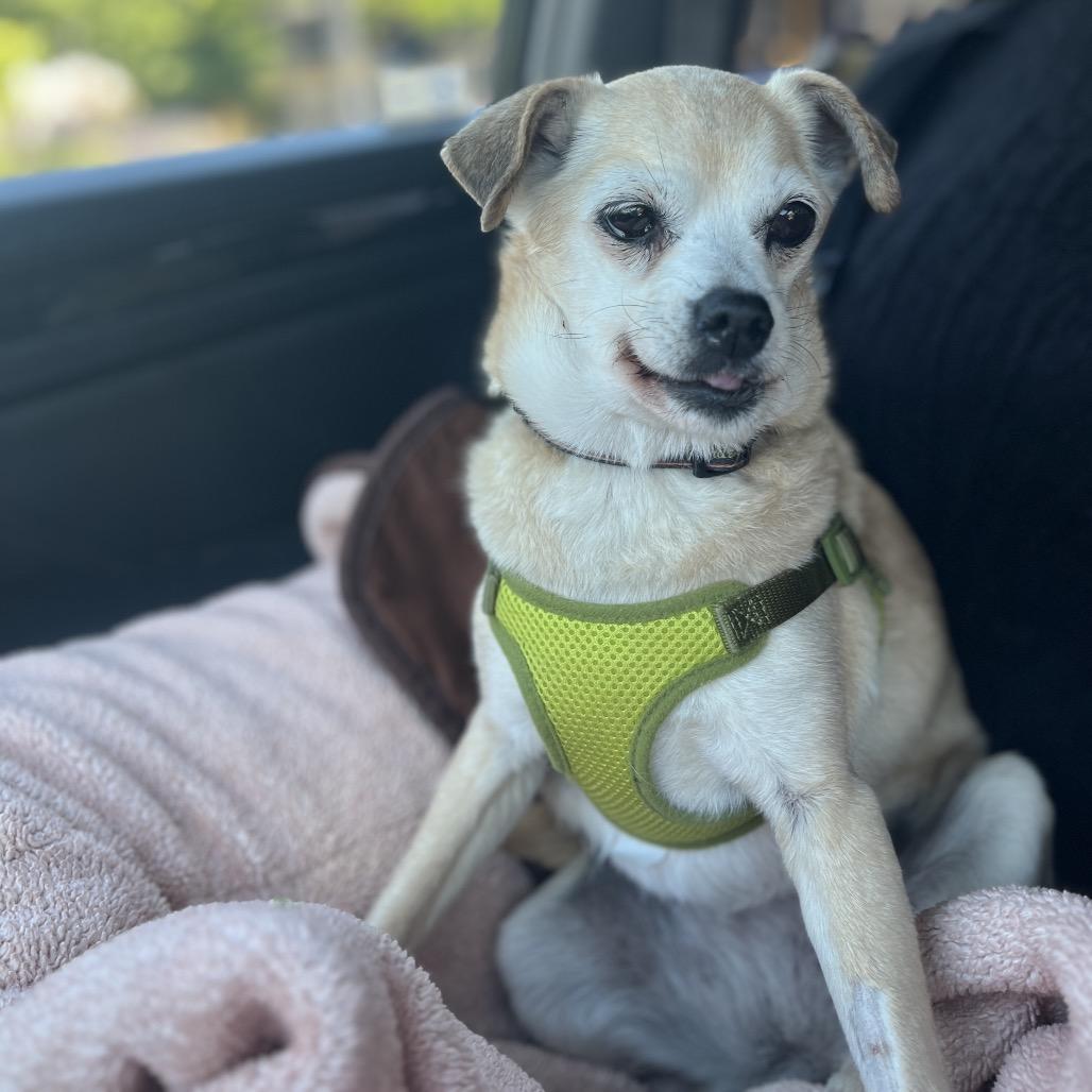 Josie, a Adoptable mixed breed in Ashland, OR image 4/6