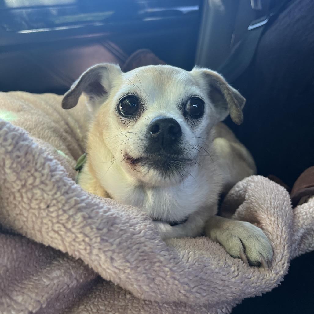 Josie, a Adoptable mixed breed in Ashland, OR image 5/6