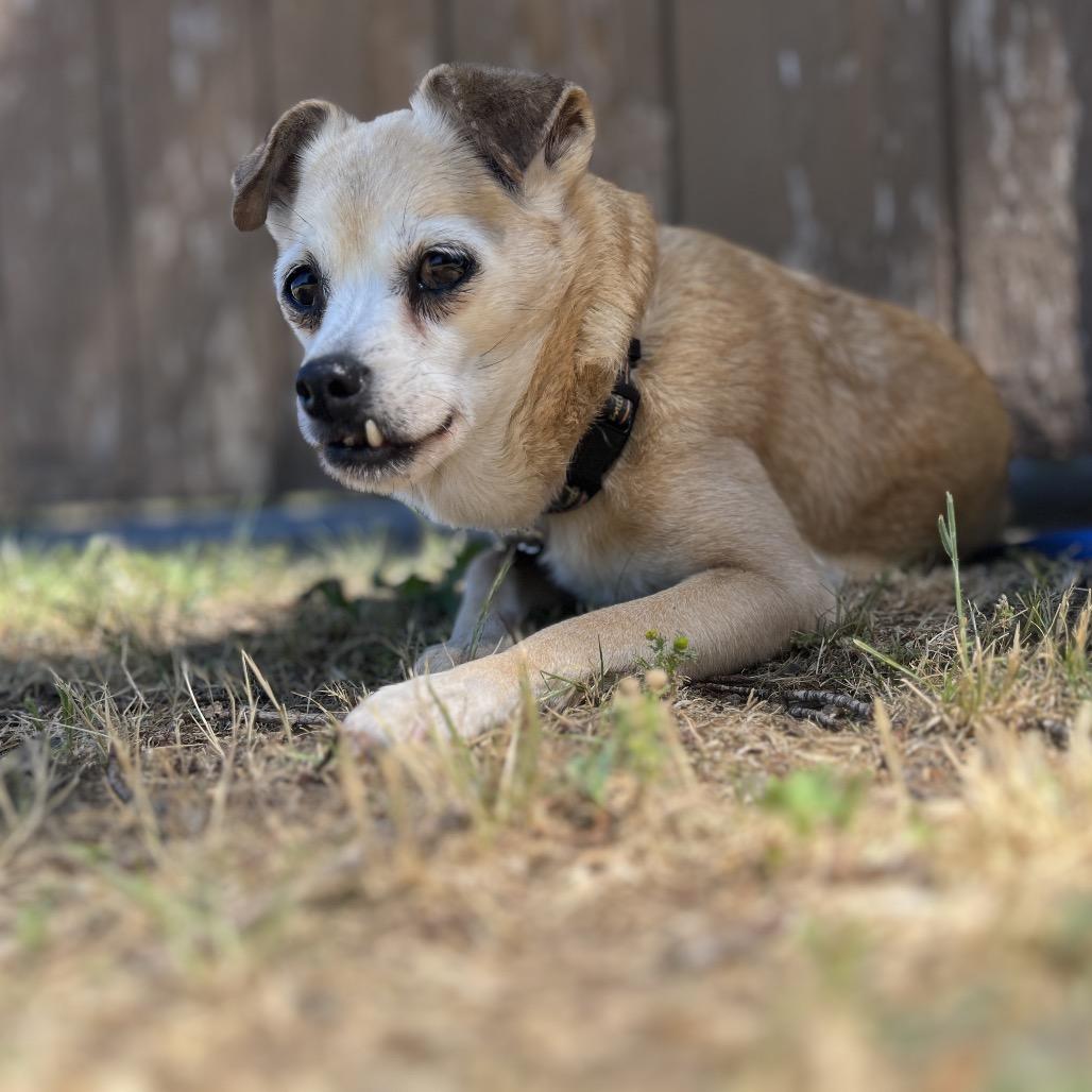 Josie, a Adoptable mixed breed in Ashland, OR image 6/6