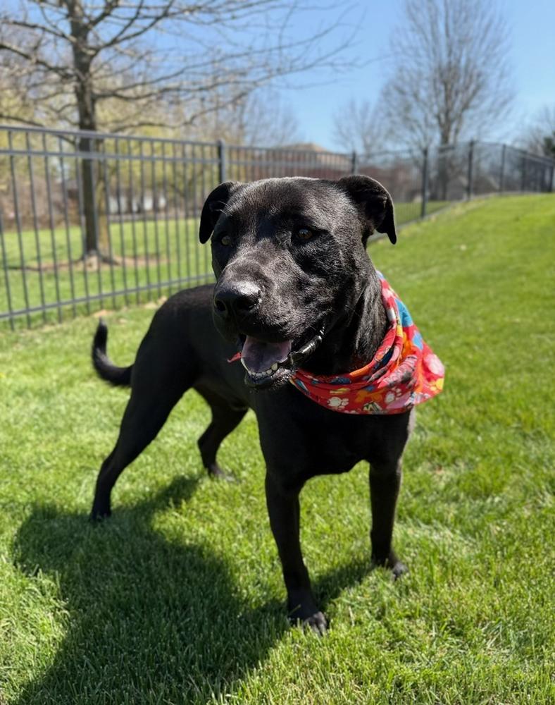 Enlarge Jessie - Big Heart - Chill Vibes - Veterans reduce fee, a Adoptable mixed breed in Green Ridge, MO image 4/6