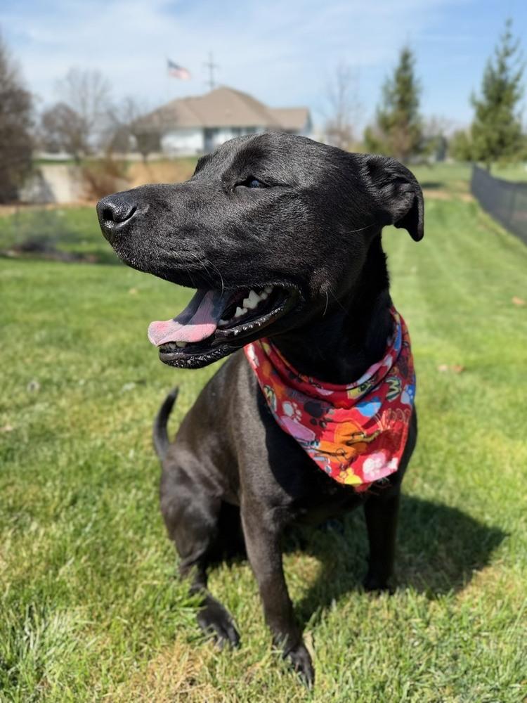 Enlarge Jessie - Big Heart - Chill Vibes - Veterans reduce fee, a Adoptable mixed breed in Green Ridge, MO image 3/6