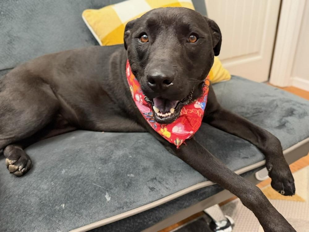 Jessie - Big Heart - Chill Vibes - Veterans reduce fee, Adoptable, Adult Male Labrador Retriever & Terrier.
