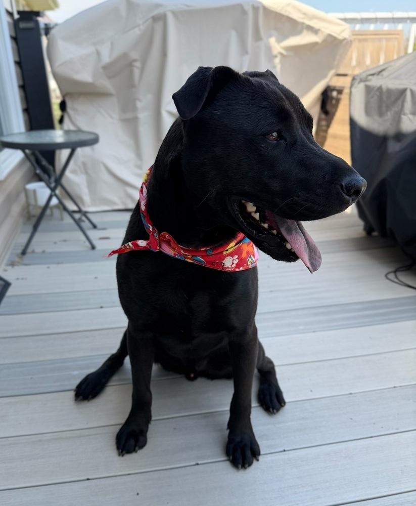 Enlarge Jessie - Big Heart - Chill Vibes - Veterans reduce fee, a Adoptable mixed breed in Green Ridge, MO image 5/6