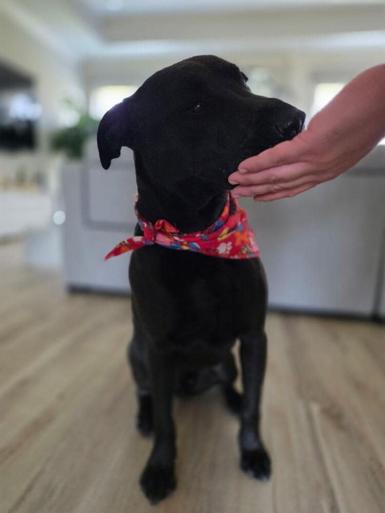 Enlarge Jessie - Big Heart - Chill Vibes - Veterans reduce fee, a Adoptable mixed breed in Green Ridge, MO image 6/6