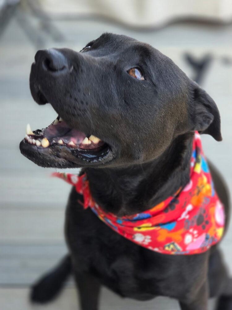 Enlarge Jessie - Big Heart - Chill Vibes - Veterans reduce fee, a Adoptable mixed breed in Green Ridge, MO image 2/6