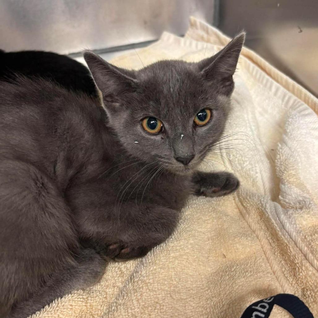 Shenanigans, Adoptable, Kitten Male Domestic Short Hair.