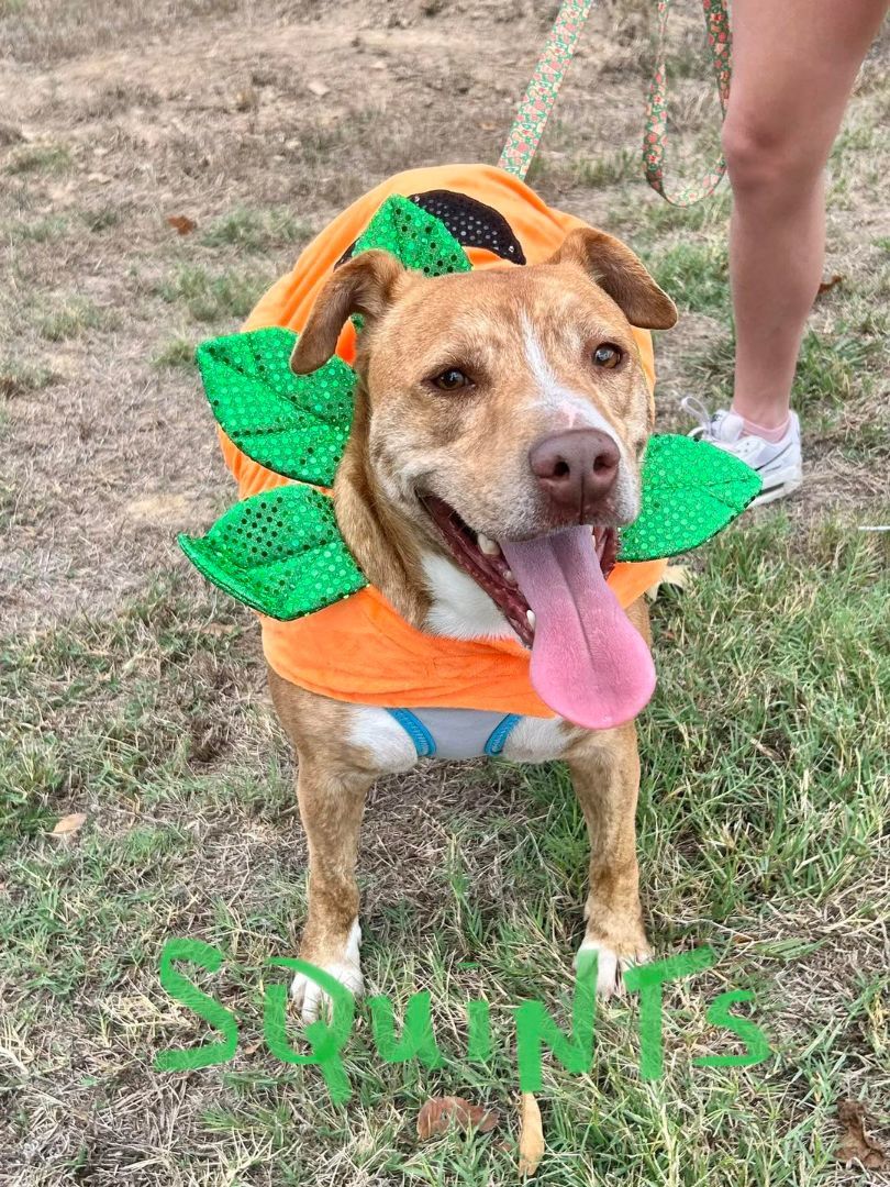Squints, an adopted Hound in Madison, MS_image-1