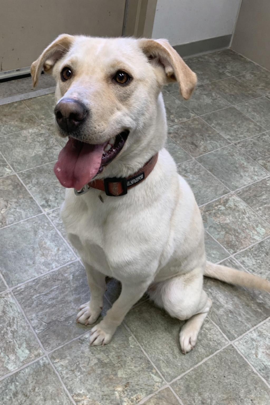 Enlarge HONEY, a ADOPTABLE mixed breed in High Level, AB image 1/1