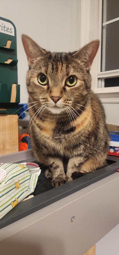 Riley, Adoptable, Adult Female Domestic Short Hair.