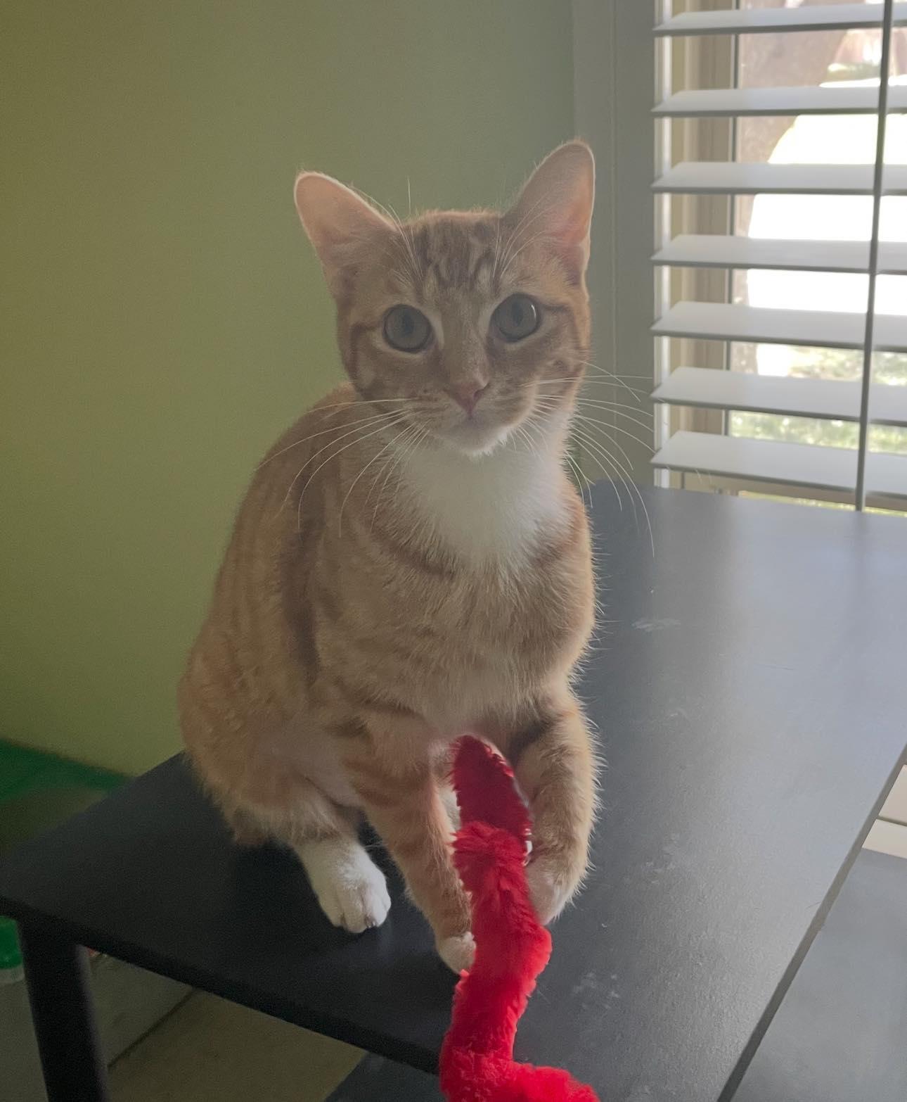 Enlarge Nala, an adoptable Domestic Short Hair in Midland, TX image 1/1