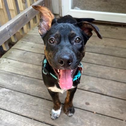 Buddy, a Adoptable mixed breed in Kansas City, MO image 1/6