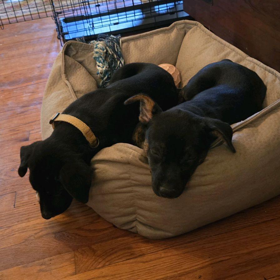 Buddy, a Adoptable mixed breed in Kansas City, MO image 2/6
