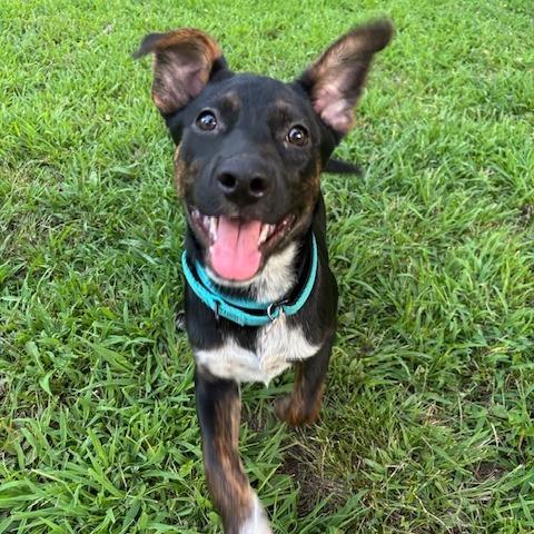 Buddy, a Adoptable mixed breed in Kansas City, MO image 3/6