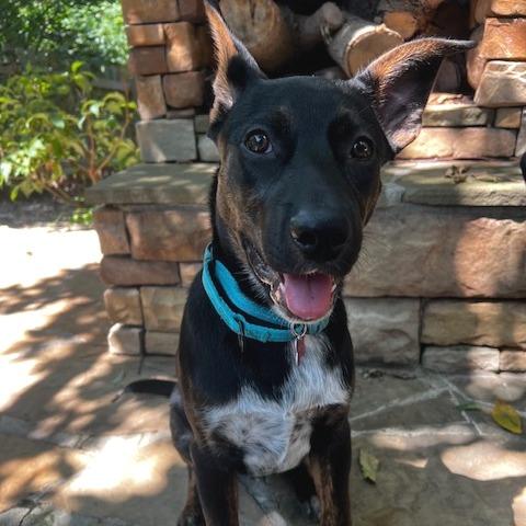 Enlarge Buddy, a Adoptable mixed breed in Kansas City, MO image 3/6