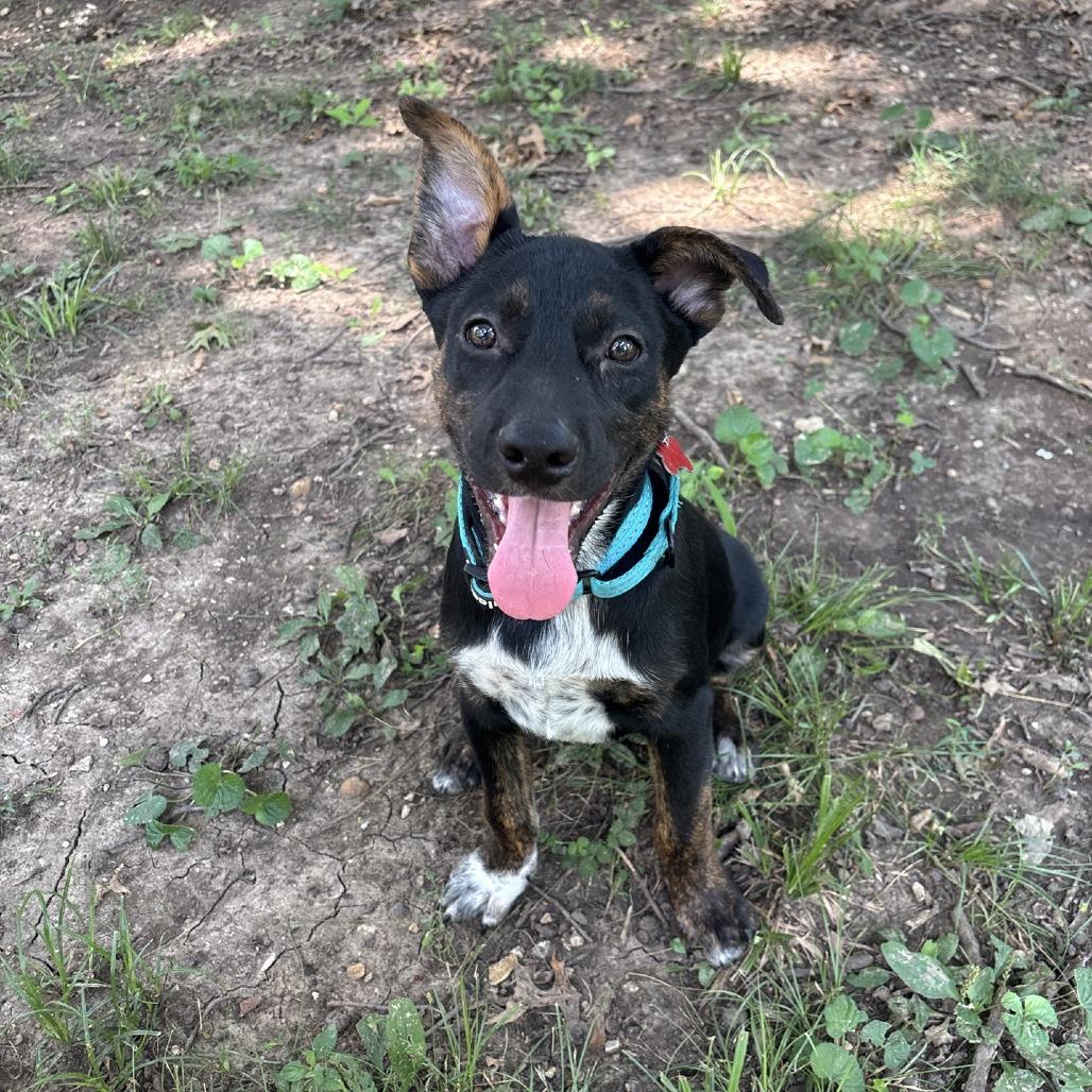 Buddy, a Adoptable mixed breed in Kansas City, MO image 4/6