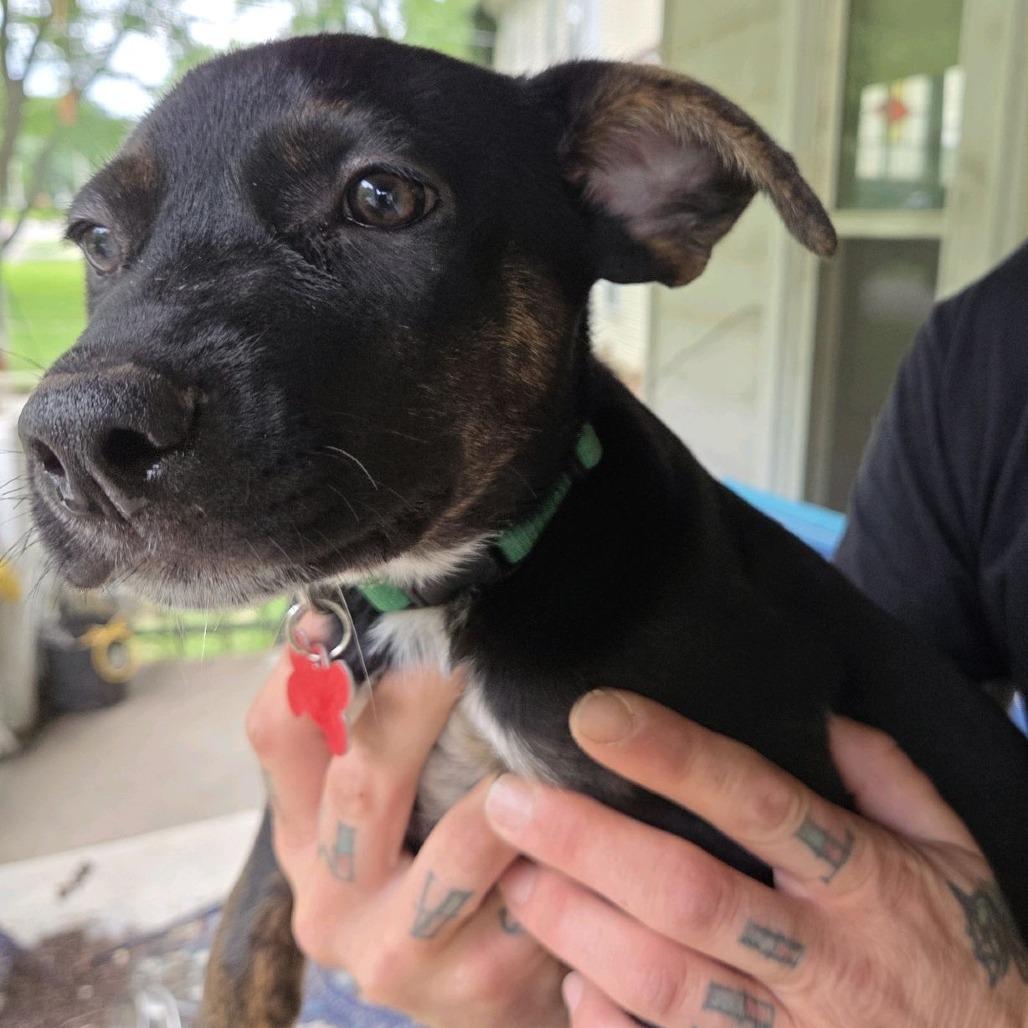 Buddy, a Adoptable mixed breed in Kansas City, MO image 5/6