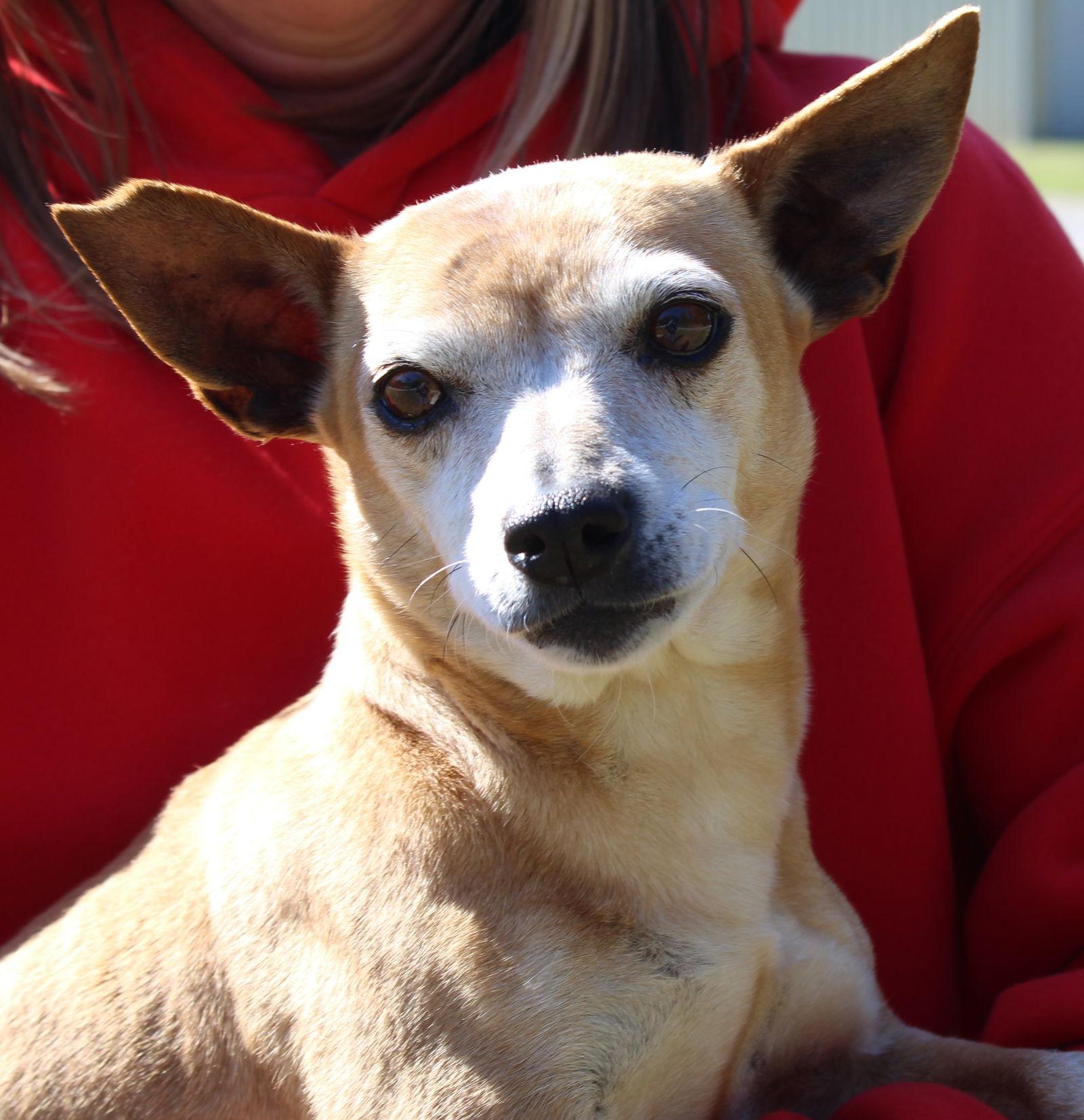 Momma 43101, Adoptable, Senior Male Chihuahua.