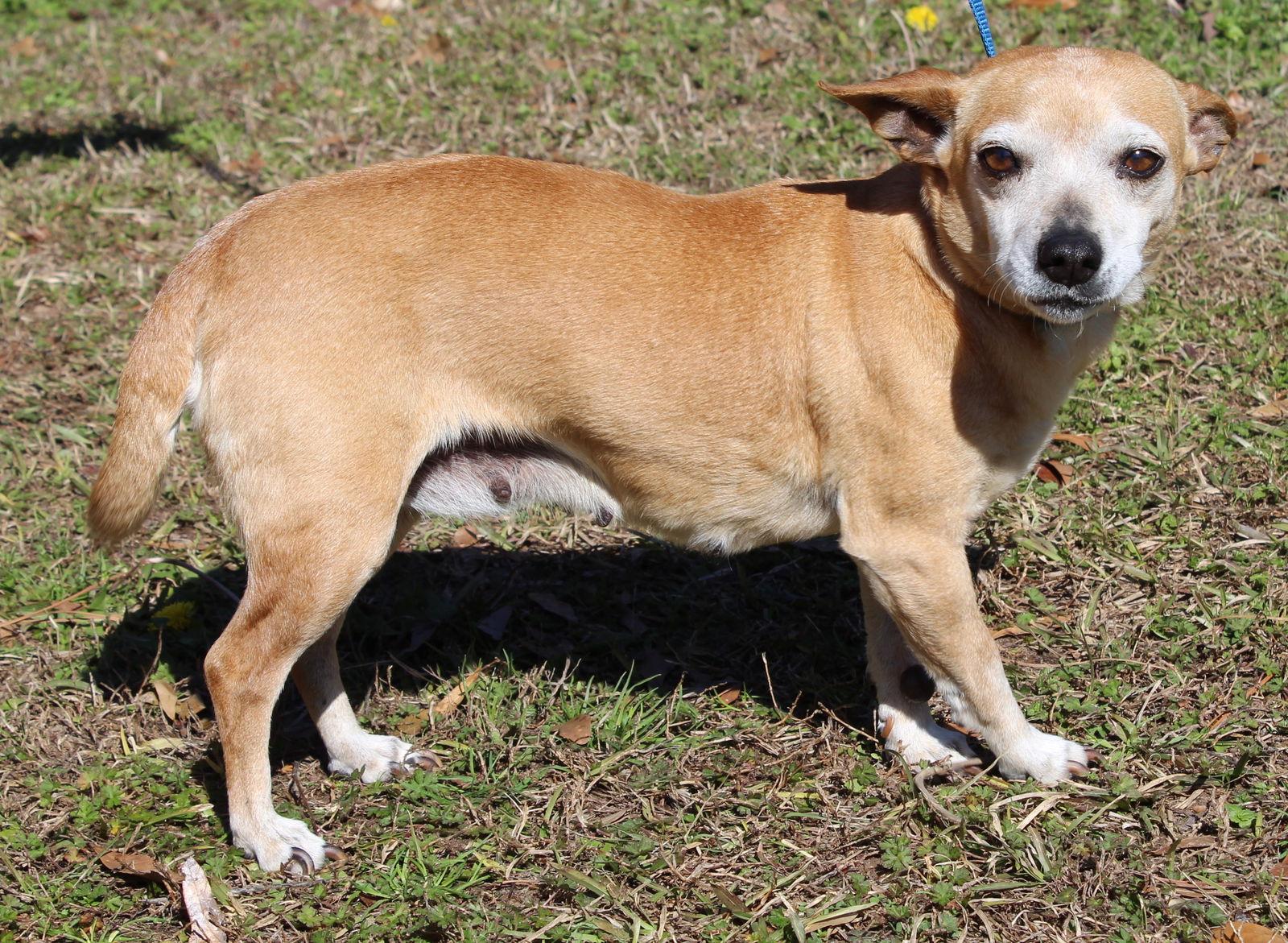 Enlarge Momma 43101, a Adoptable Chihuahua in Prattville, AL image 2/3