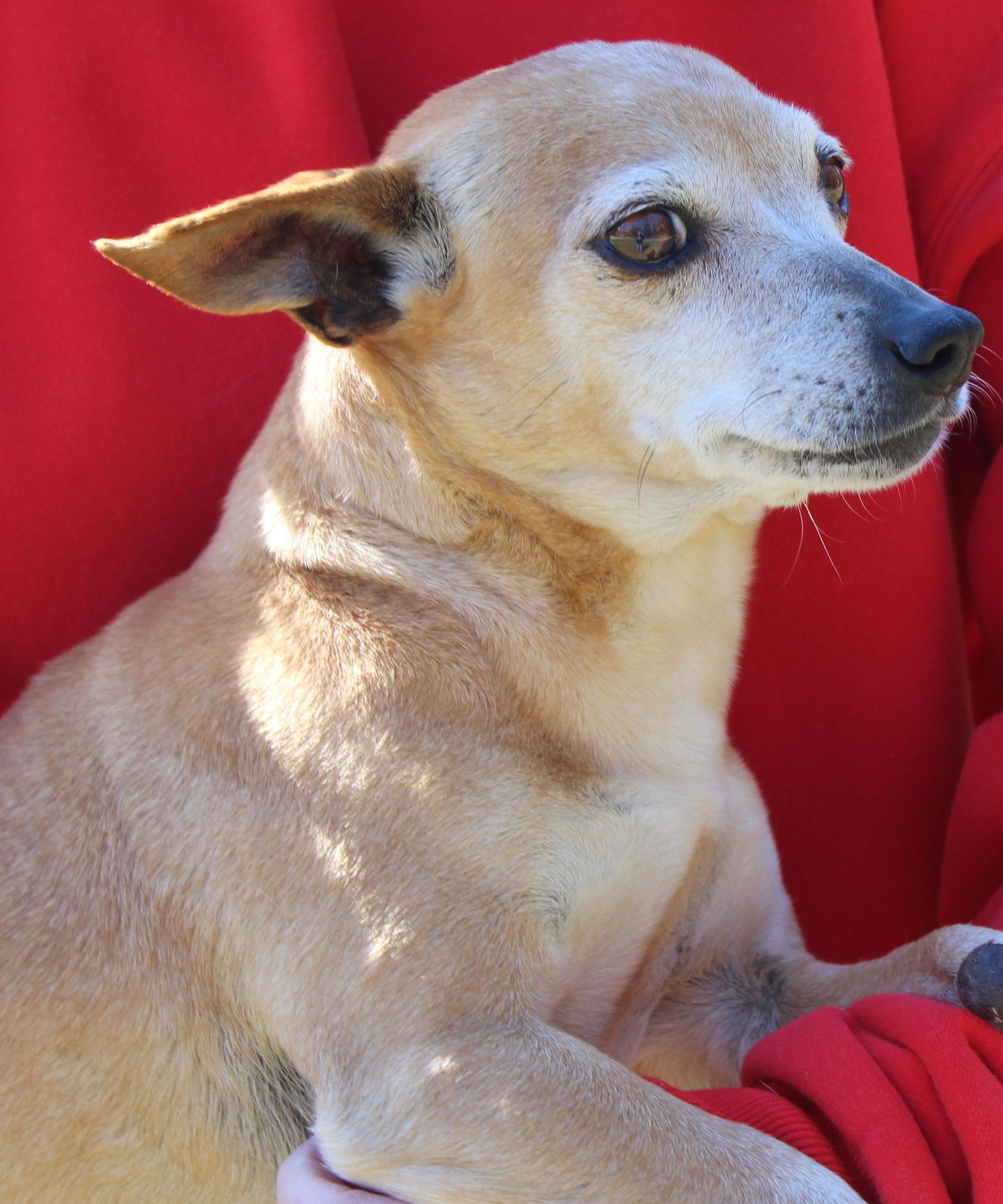 Enlarge Momma 43101, a Adoptable Chihuahua in Prattville, AL image 3/3