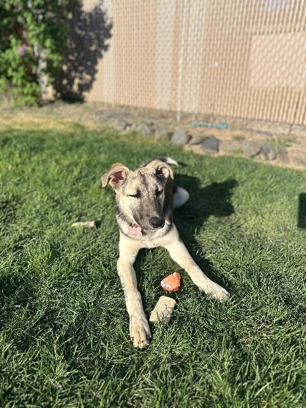 Enlarge Daisy, a Adoptable mixed breed in renton, WA image 1/4