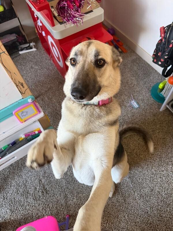 Enlarge Daisy, a Adoptable mixed breed in renton, WA image 2/4