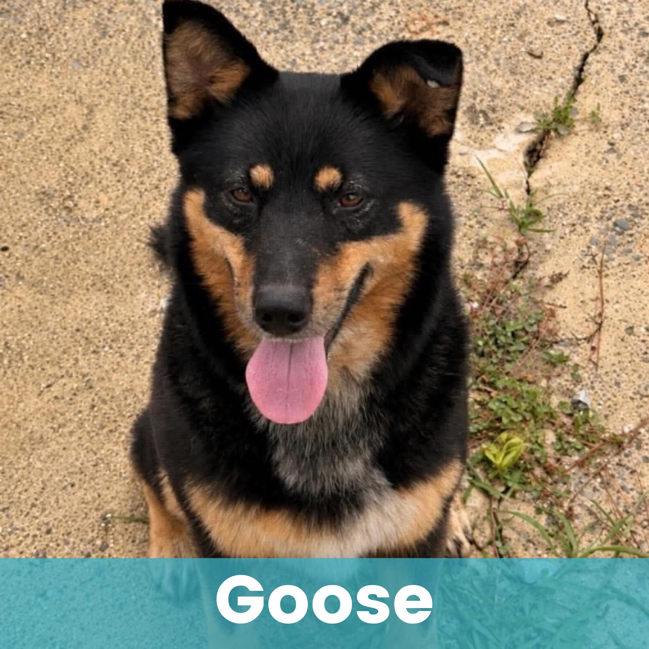 Goose, Adopted, Adult Female Mixed Breed.