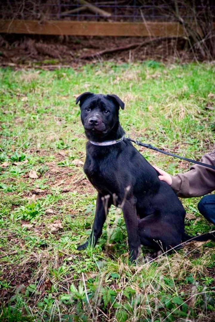 Ronin , a Adoptable mixed breed in Seattle, WA image 1/5