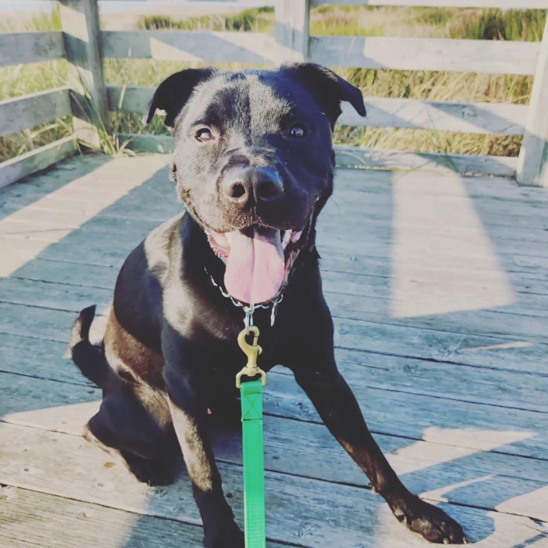 Ronin , a Adoptable mixed breed in Seattle, WA image 2/5