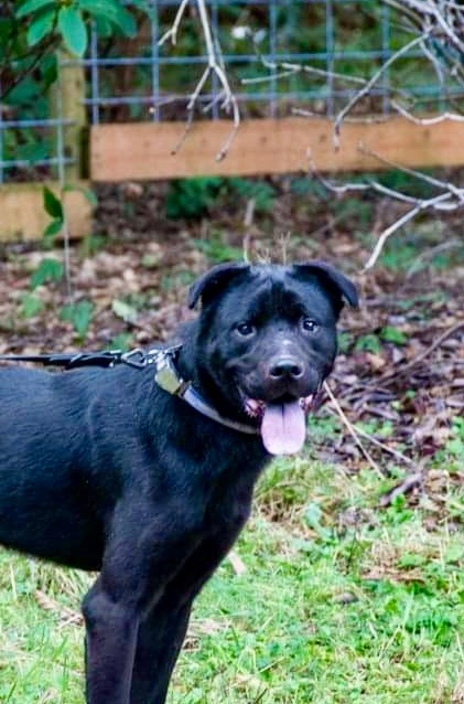 Ronin , a Adoptable mixed breed in Seattle, WA image 3/5