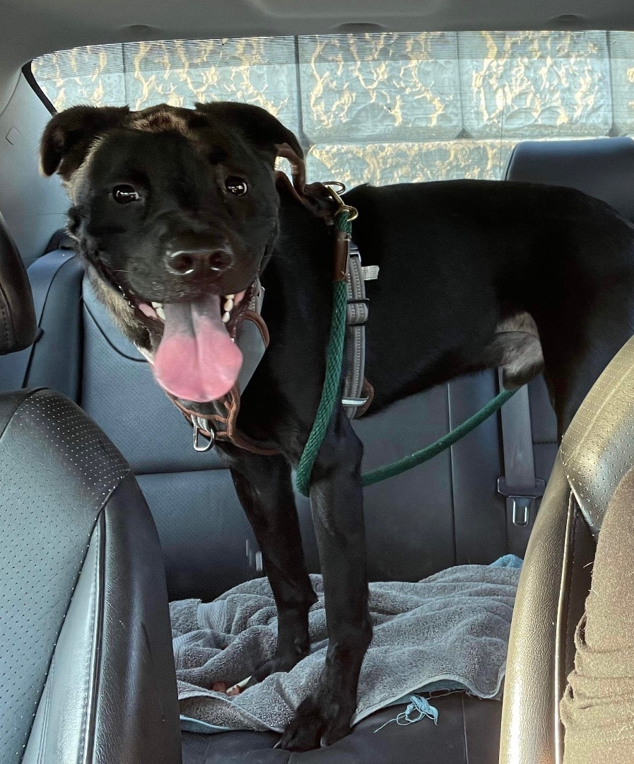 Ronin , a Adoptable mixed breed in Seattle, WA image 4/5