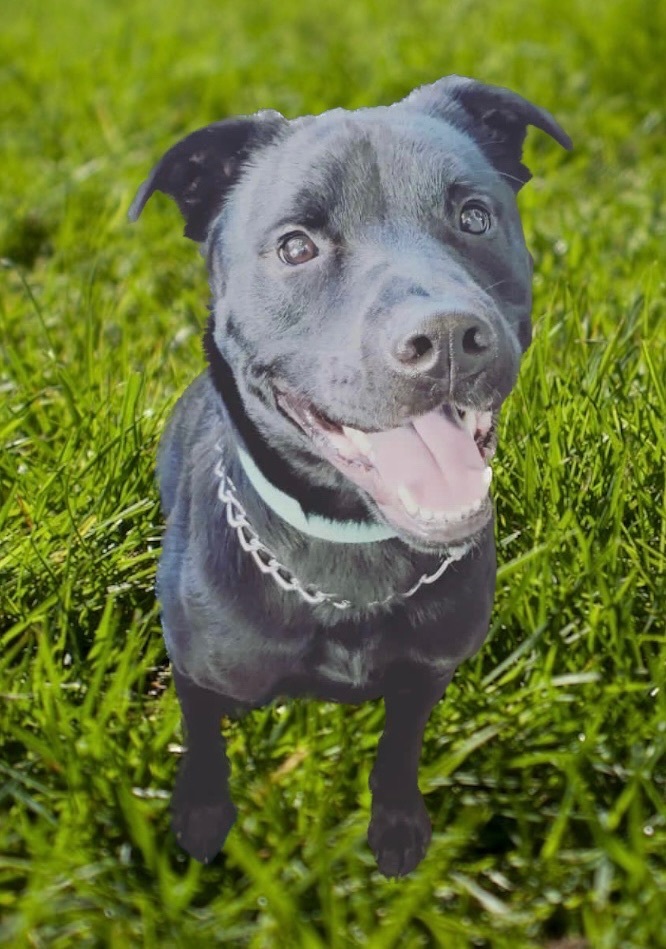 Ronin , a Adoptable mixed breed in Seattle, WA image 5/5