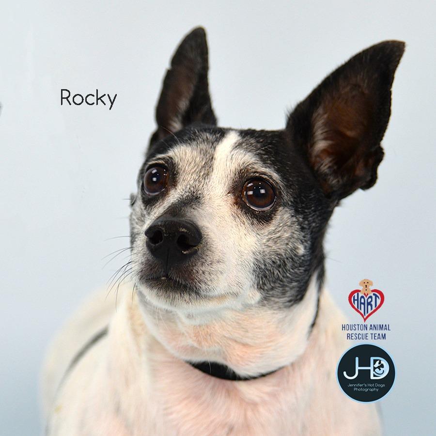 Rocky, Adoptable, Adult Male Chihuahua & Rat Terrier.