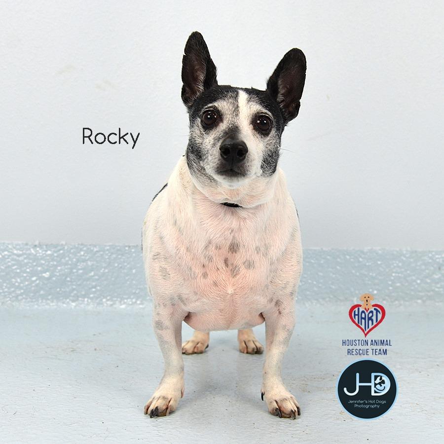 Enlarge Rocky, a Adoptable mixed breed in Hockley, TX image 2/2