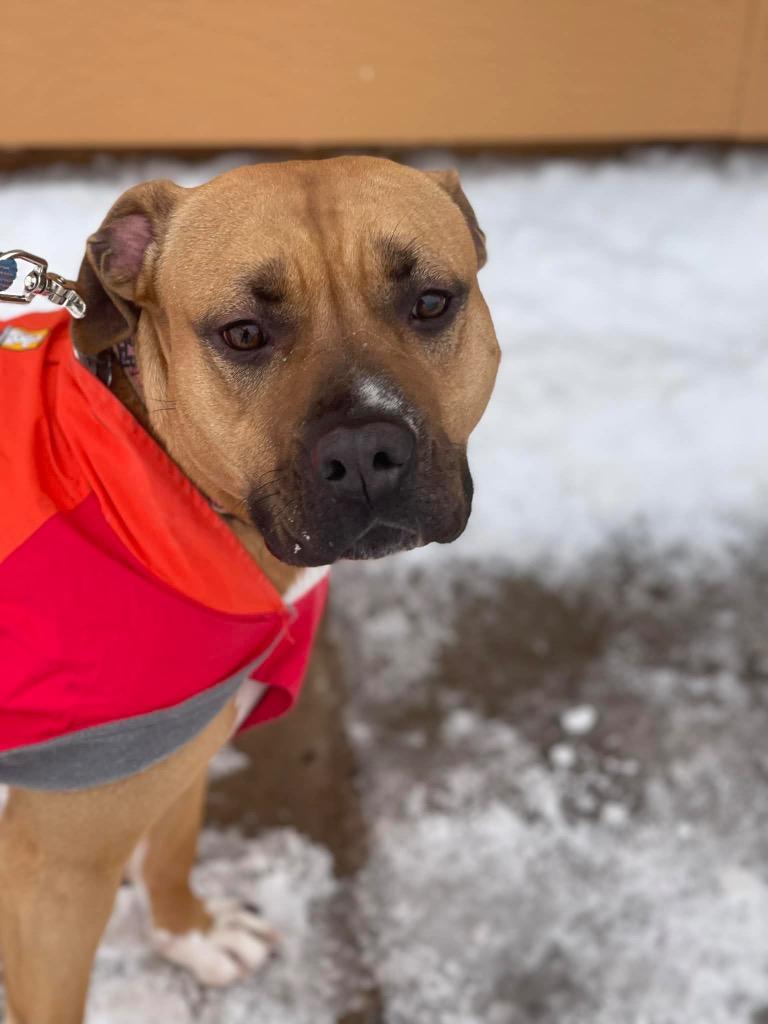 Enlarge Sadie, a Adoptable American Staffordshire Terrier in Ashland, WI image 1/3