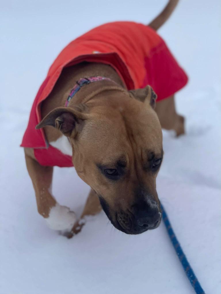 Enlarge Sadie, a Adoptable American Staffordshire Terrier in Ashland, WI image 2/3