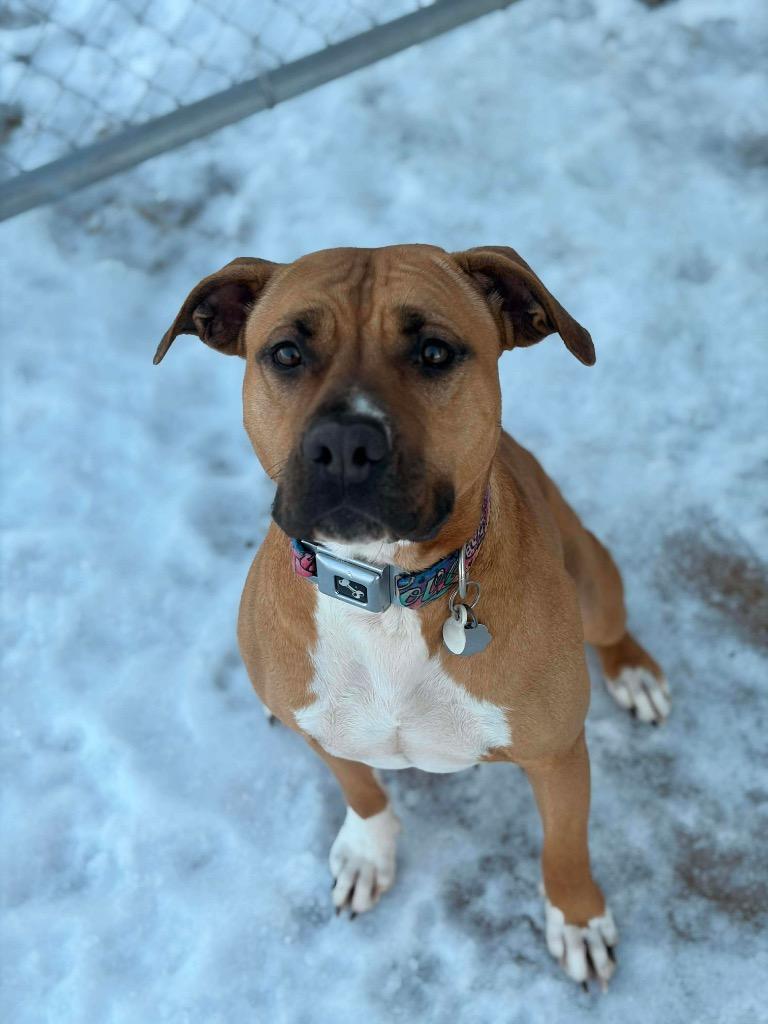 Enlarge Sadie, a Adoptable American Staffordshire Terrier in Ashland, WI image 3/3