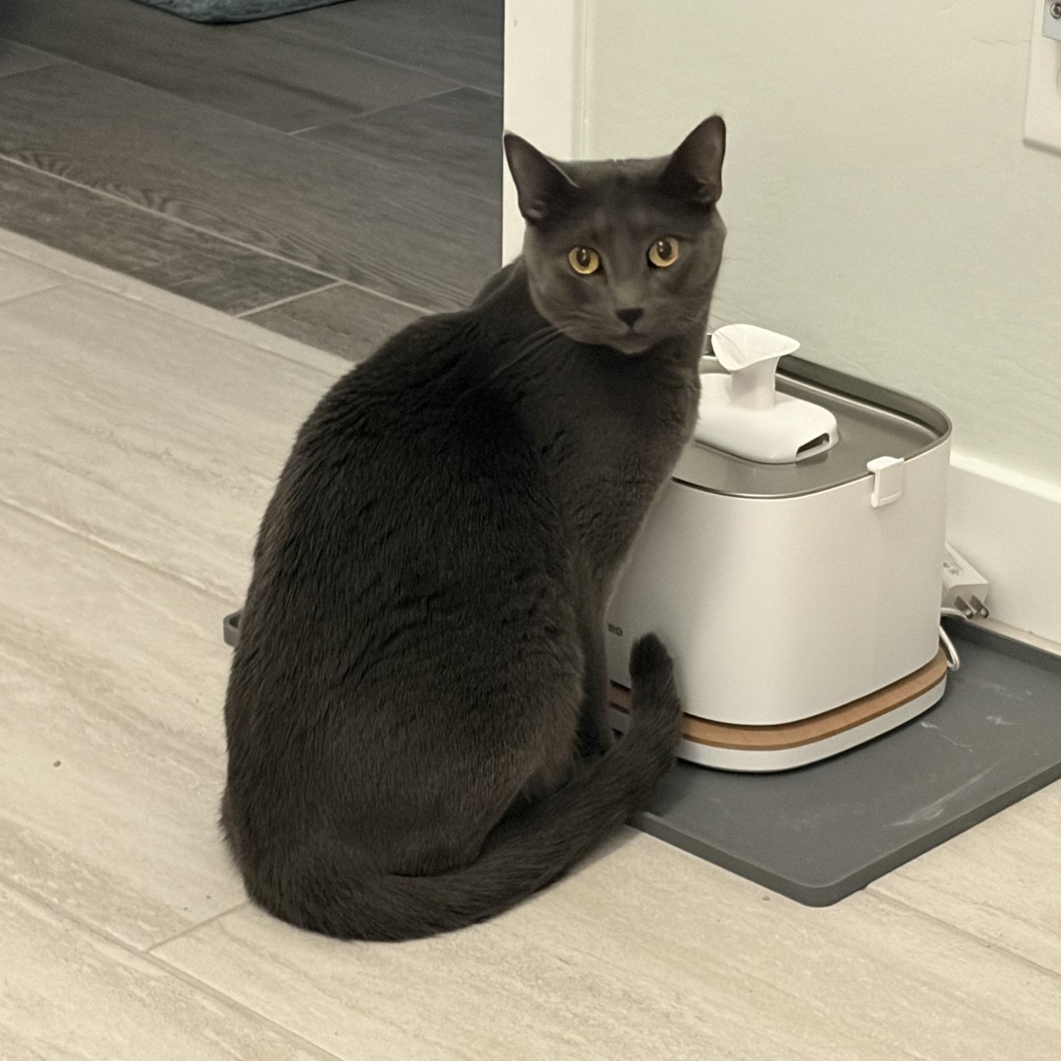 Ashley (Bonded with Allie), an adoptable Domestic Short Hair in Queen Creek, AZ image 2/6