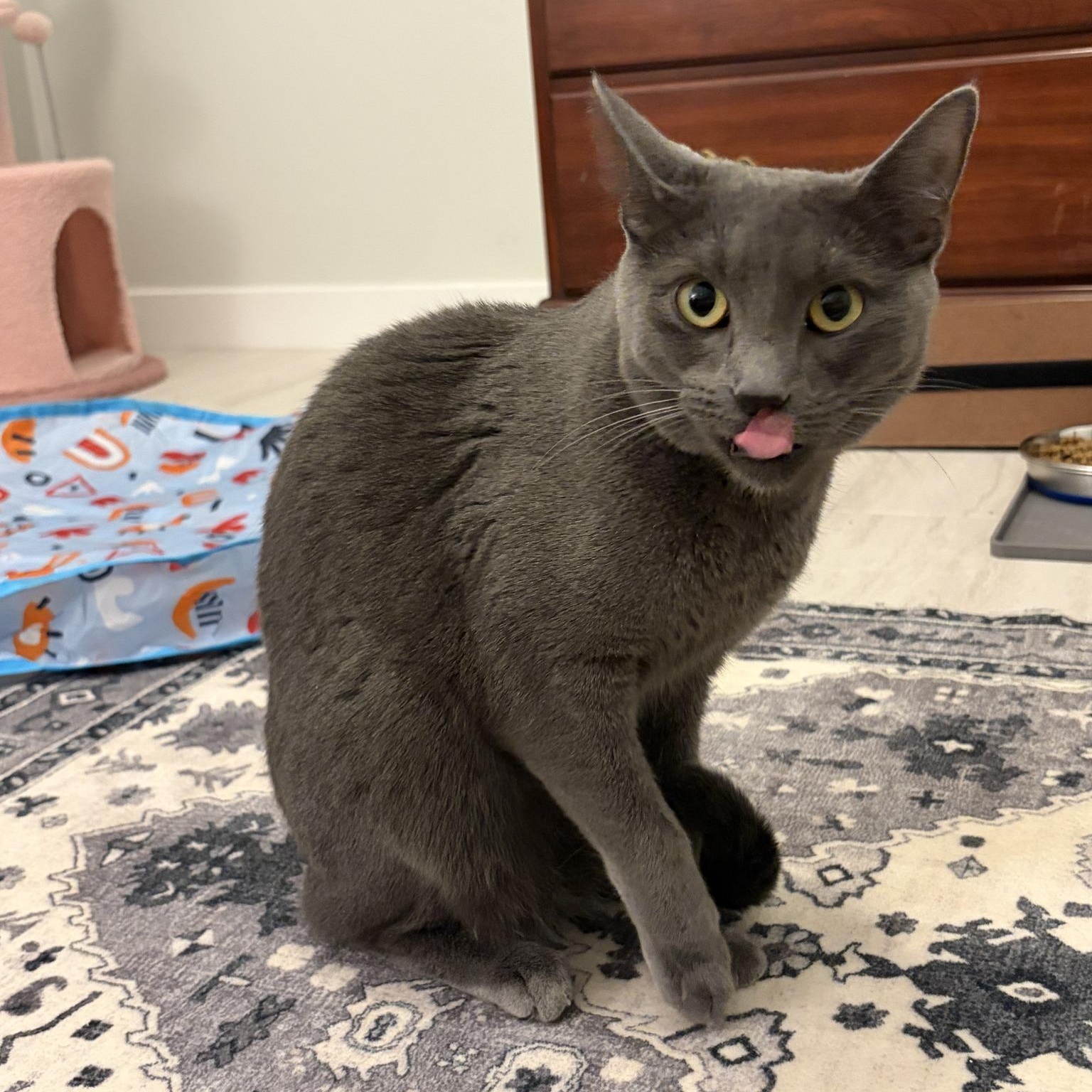 Ashley (Bonded with Allie), an adoptable Domestic Short Hair in Queen Creek, AZ image 3/6