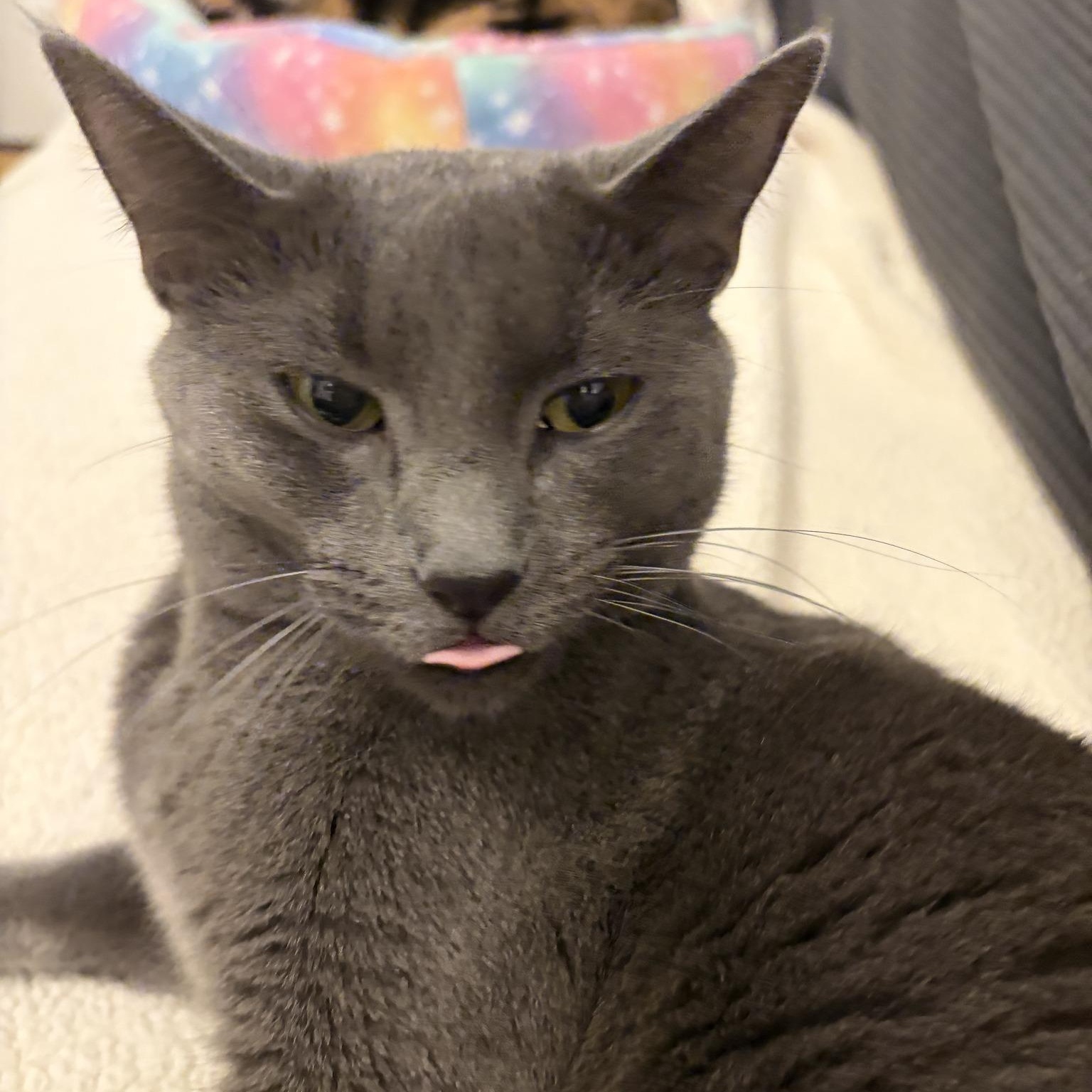 Ashley (Bonded with Allie), an adoptable Domestic Short Hair in Queen Creek, AZ image 5/6