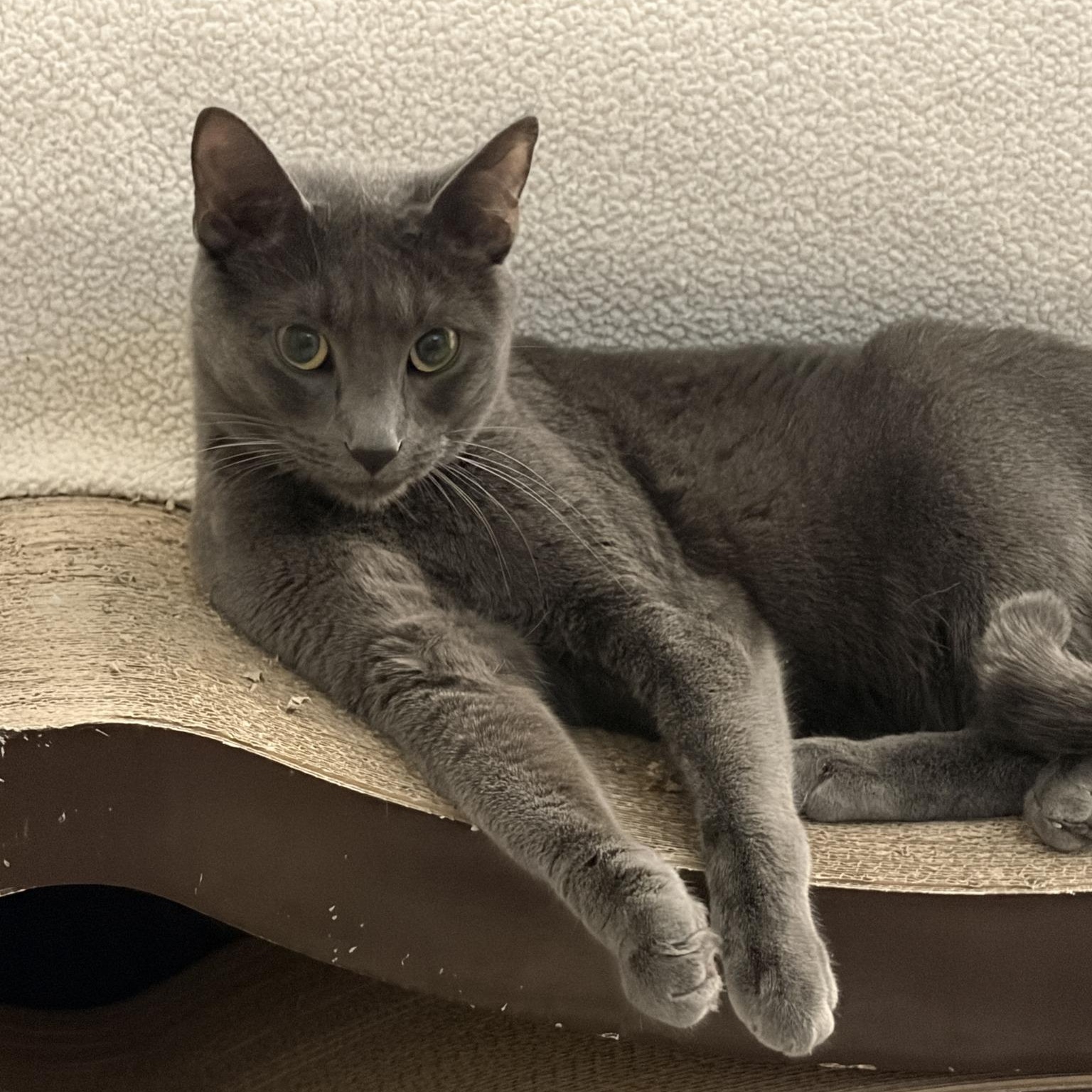 Ashley (Bonded with Allie), an adoptable Domestic Short Hair in Queen Creek, AZ image 1/6