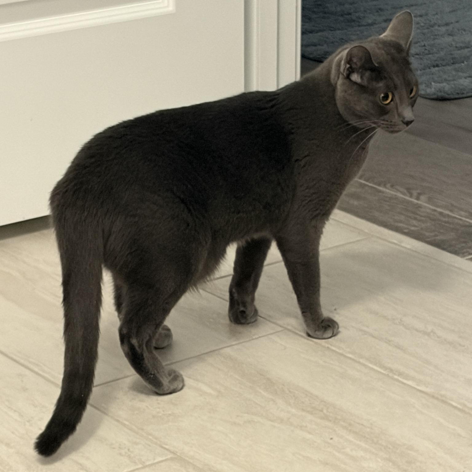 Ashley (Bonded with Allie), an adoptable Domestic Short Hair in Queen Creek, AZ image 6/6