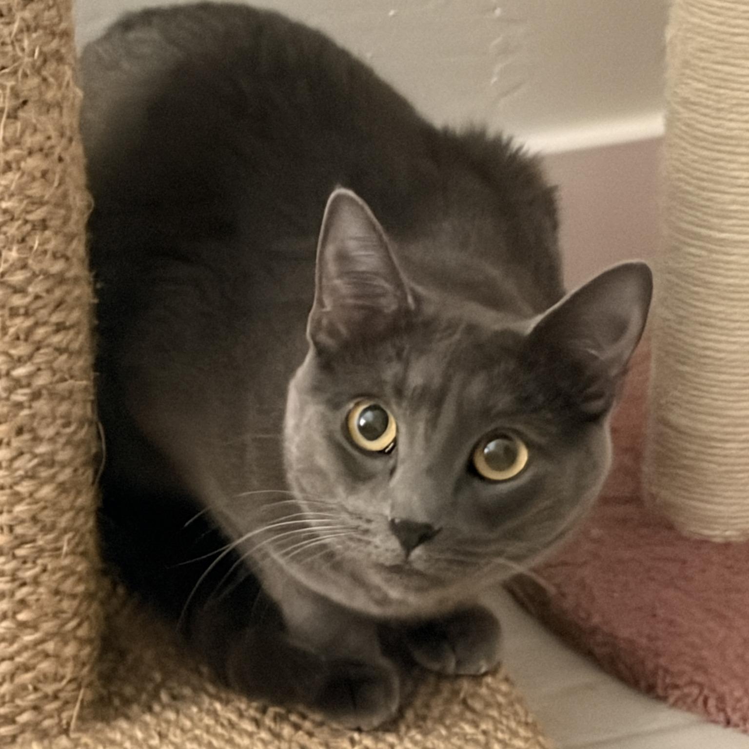 Ashley (Bonded with Allie), an adoptable Domestic Short Hair in Queen Creek, AZ image 4/6