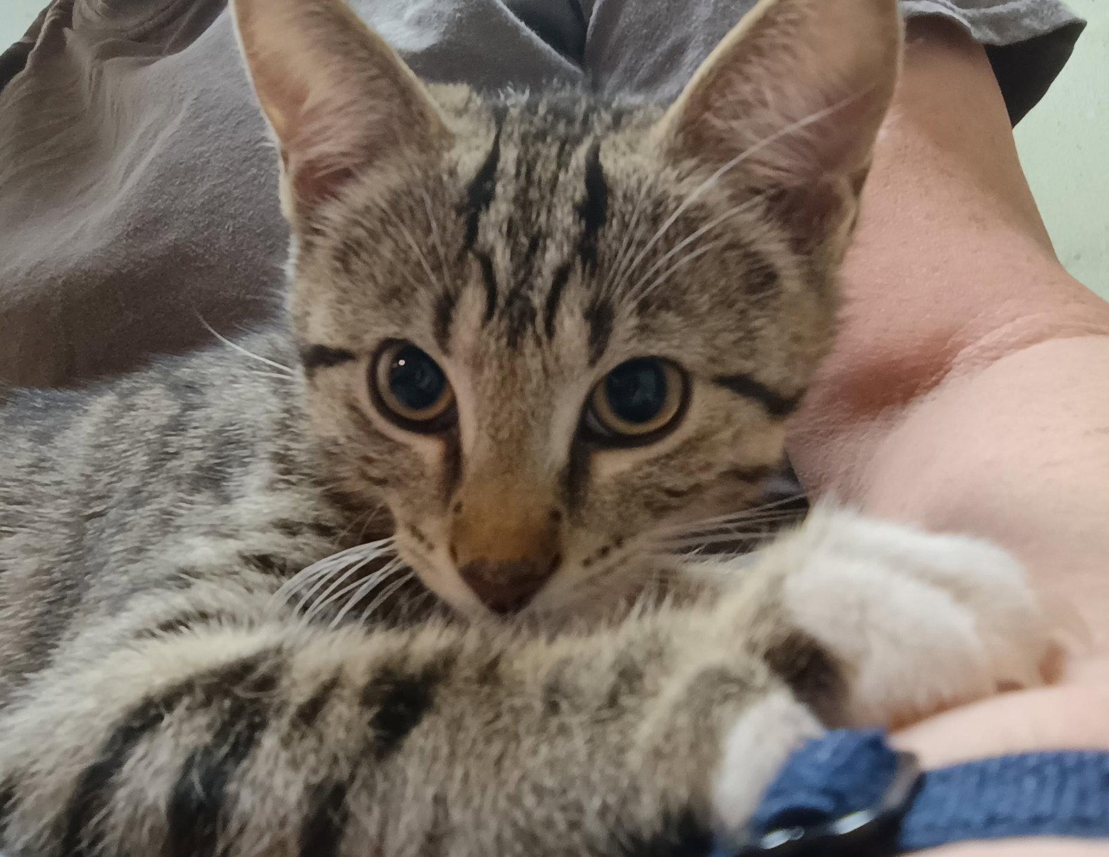 Little Joe, Adopted, Kitten Male Tabby.